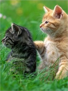 黑猫白猫