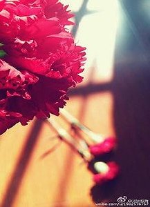 花开予夏